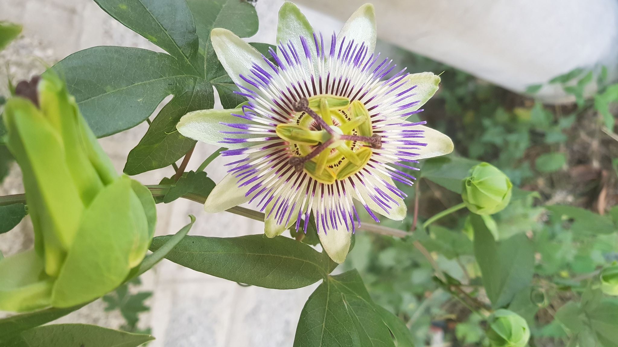 Purple passion flower blooming on a green climbing vine